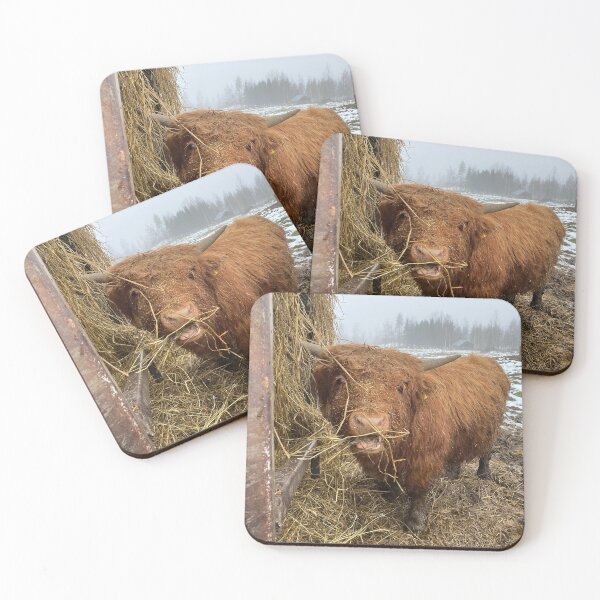 Item preview, Scottish Highland Cattle Bull 4648 designed and sold by SaarelaHighland.