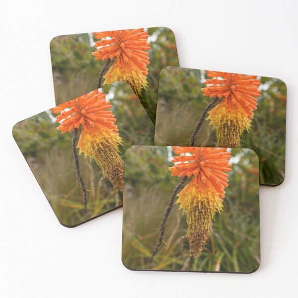 Artikelvorschau, Torch Lilly-Blume im Eden Project entworfen und verkauft von ast-photography.