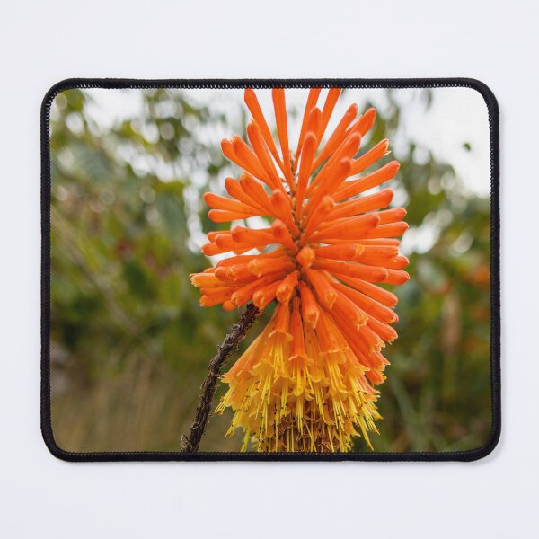 Item preview, Torch Lilly flower at Eden Project designed and sold by ast-photography.