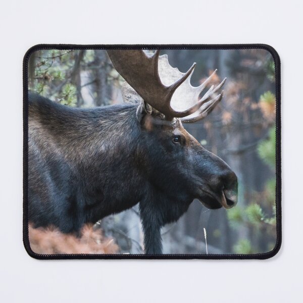 Item preview,  Panoramic, Moose canvas, Moose, animal, animals, Moose wall art, Moose artwork, wild, Moose art, Moose painting designed and sold by eyesight4vision.