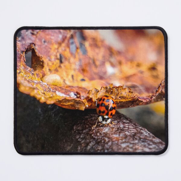 Item preview, Autumn ladybug  designed and sold by Rowena Ko.