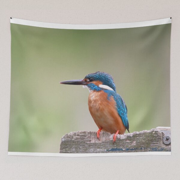 Item preview, Kingfisher Photo designed and sold by TheAnimalZ00.