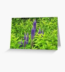 Blue Lupin Greeting Card