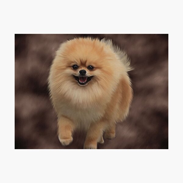 Pomeranian Photographic Print