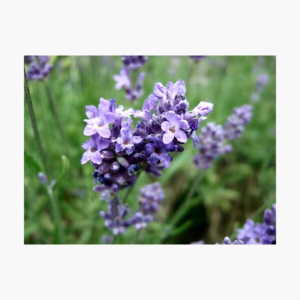 Item preview, Lavender designed and sold by caesars.