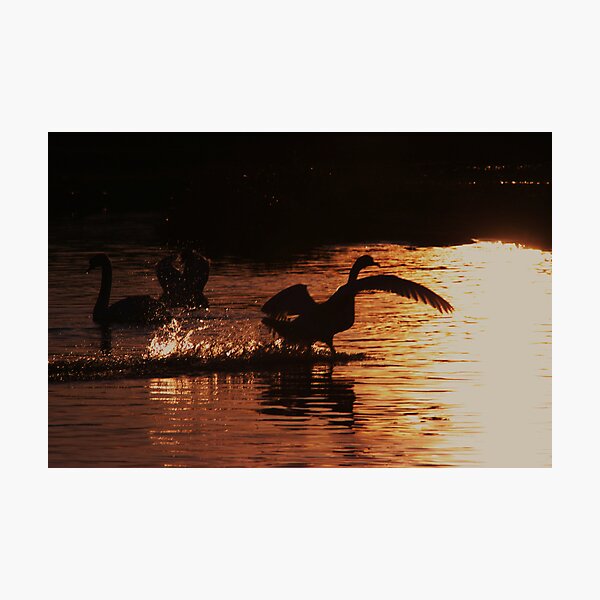 Swan Silhouettes Photographic Print