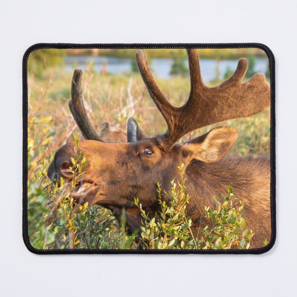 Item preview, Moose canvas, Moose, animal, animals, Moose wall art, Moose artwork, wild, Moose art, Moose painting designed and sold by eyesight4vision.