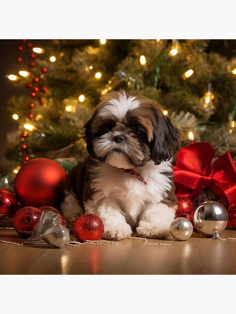 Christmas best sale shih tzu