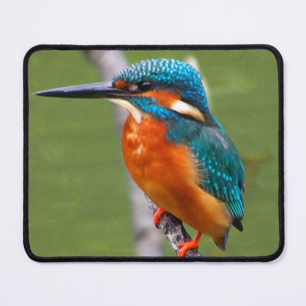 Item preview, Kingfisher Bird designed and sold by TheAnimalZ00.