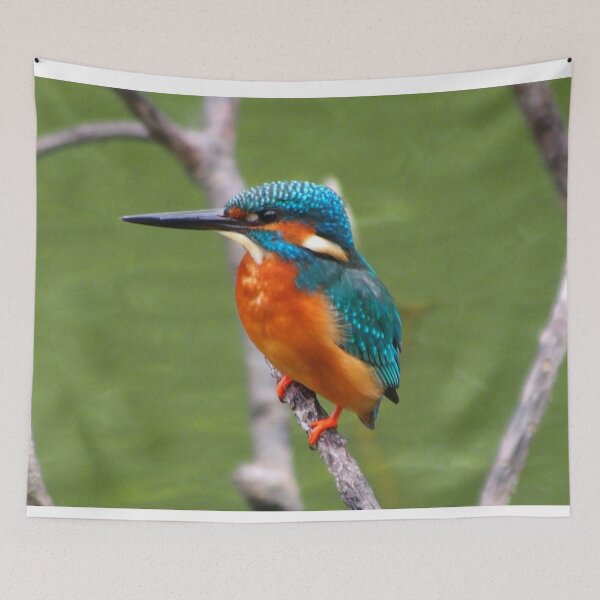 Item preview, Kingfisher Bird designed and sold by TheAnimalZ00.