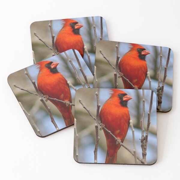 Item preview, Northern Cardinal Photo designed and sold by TheAnimalZ00.