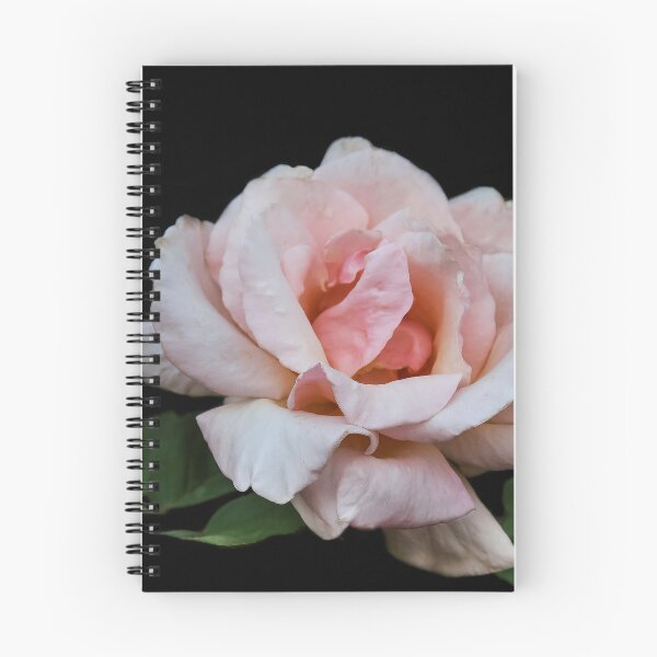 Item preview, Queen Elizabeth Rose  designed and sold by heatherfriedman.
