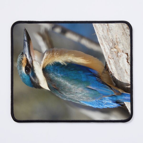 Item preview, Scared Kingfisher early morning designed and sold by Mark Grimsley.