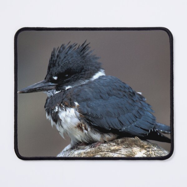 Item preview, Belted Kingfisher Photo designed and sold by TheAnimalZ00.