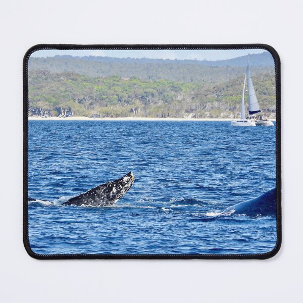 Item preview, Kgari (fraser Island) backdrop whale watching designed and sold by Mark Grimsley.