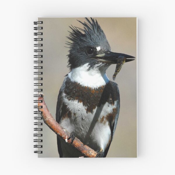 Item preview, Belted Kingfisher Photo designed and sold by TheAnimalZ00.
