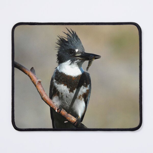Item preview, Belted Kingfisher Photo designed and sold by TheAnimalZ00.