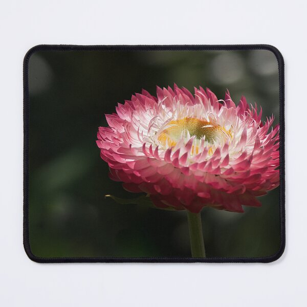 Item preview, Paper Daisy designed and sold by Kim Chi Thai.