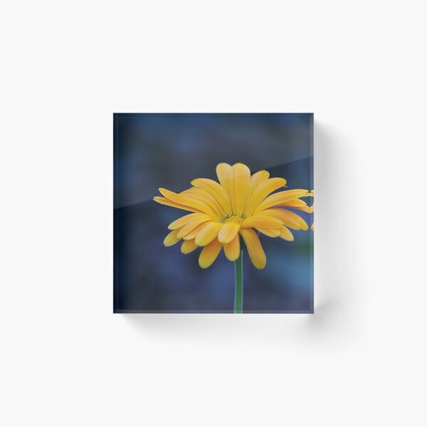 Item preview, Calendula Flower designed and sold by Kim Chi Thai.