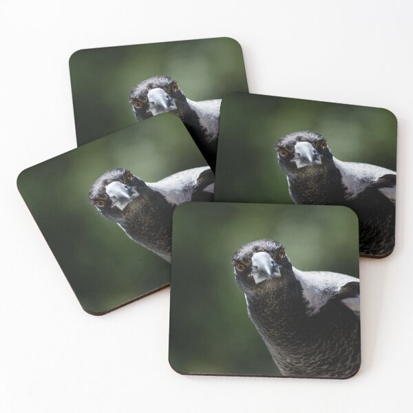 Item preview, Inquisitive Magpie - Australian Magpie designed and sold by Barry Callister Photography.