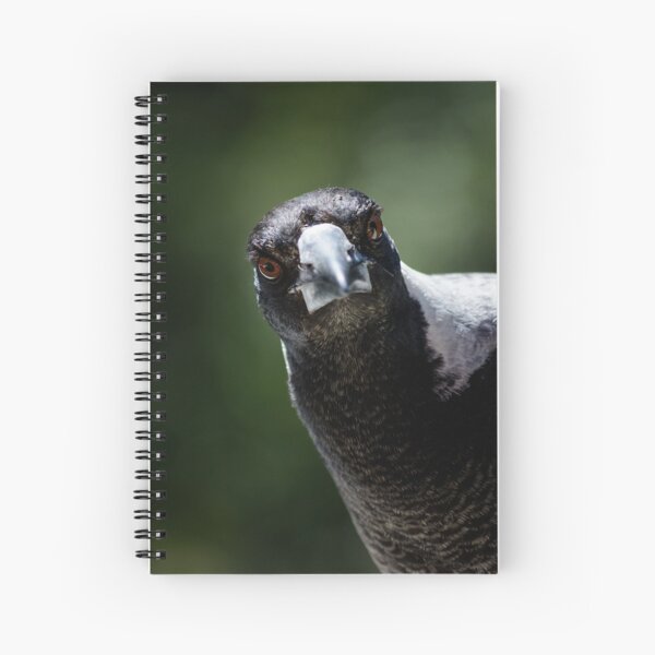 Item preview, Inquisitive Magpie - Australian Magpie designed and sold by Barry Callister Photography.