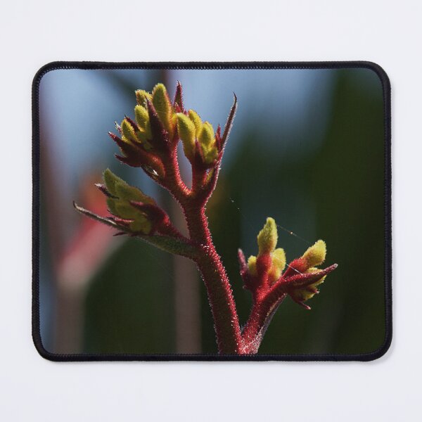 Item preview, Kangaroo Paw Flower designed and sold by Kim Chi Thai.