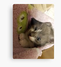 Adorable grey kitty Metal Print