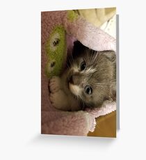 Adorable grey kitty Greeting Card