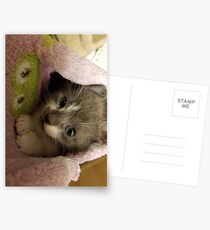 Adorable grey kitty Postcards