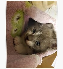 Adorable grey kitty Poster