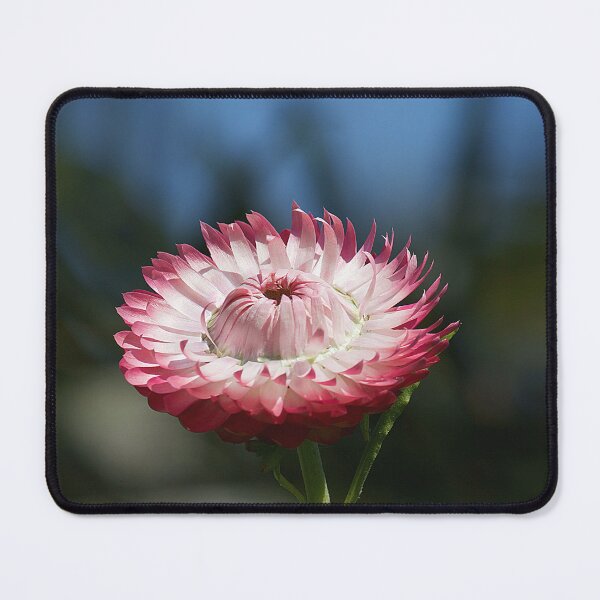 Item preview, Paper Daisy designed and sold by Kim Chi Thai.