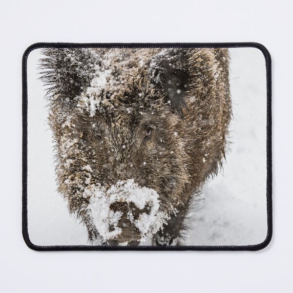 Item preview, Wild boar in deep snow designed and sold by Ingo Gerlach.