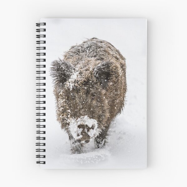 Item preview, Wild boar in deep snow designed and sold by Ingo Gerlach.