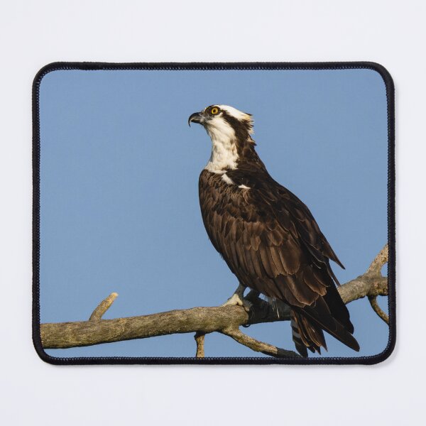 Item preview, Bird of prey designed and sold by SkyeNotions.