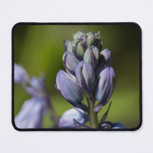Item preview, Bellflower designed and sold by Calidris Fotografie Steffi & Ben Köppler.