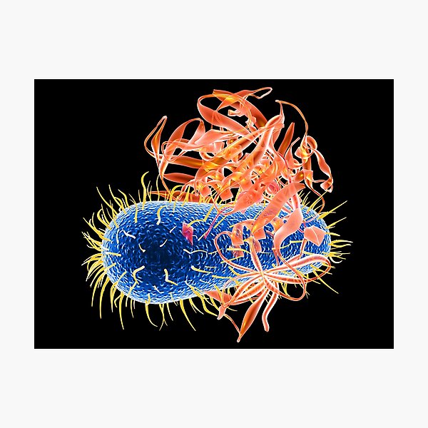 Item preview, E. coli EHEC bacteria, computer artwork (C009/7436) designed and sold by SciencePhoto.