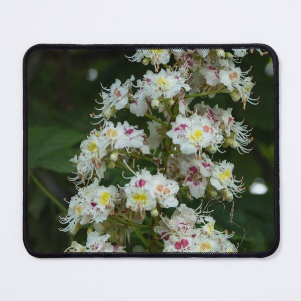 Item preview, Chestnut Blossom designed and sold by Calidris Fotografie Steffi & Ben Köppler.