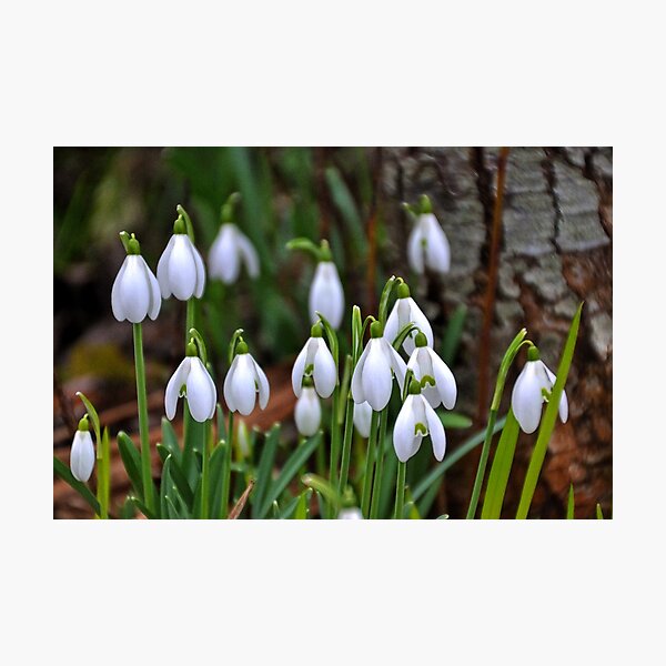 Snowdrops.............. Photographic Print