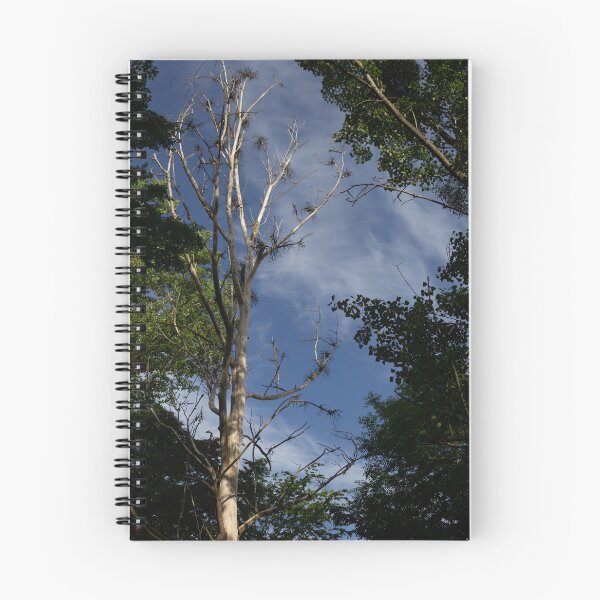 Item preview, Tree Tops and Sky designed and sold by Calidris Fotografie Steffi & Ben Köppler.