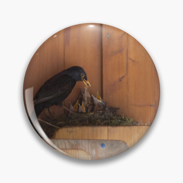 Item preview, Blackbird feeding the young ones designed and sold by Calidris Fotografie Steffi & Ben Köppler.