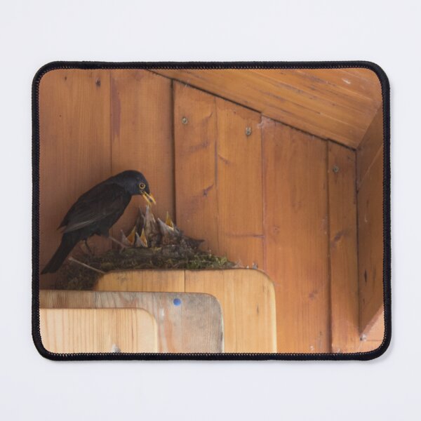 Item preview, Blackbird feeding the young ones designed and sold by Calidris Fotografie Steffi & Ben Köppler.