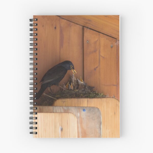Item preview, Blackbird feeding the young ones designed and sold by Calidris Fotografie Steffi & Ben Köppler.
