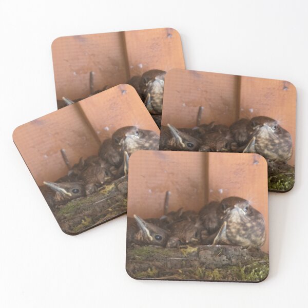 Item preview, Blackbird Fledglings in the Nest 2 designed and sold by Calidris Fotografie Steffi & Ben Köppler.