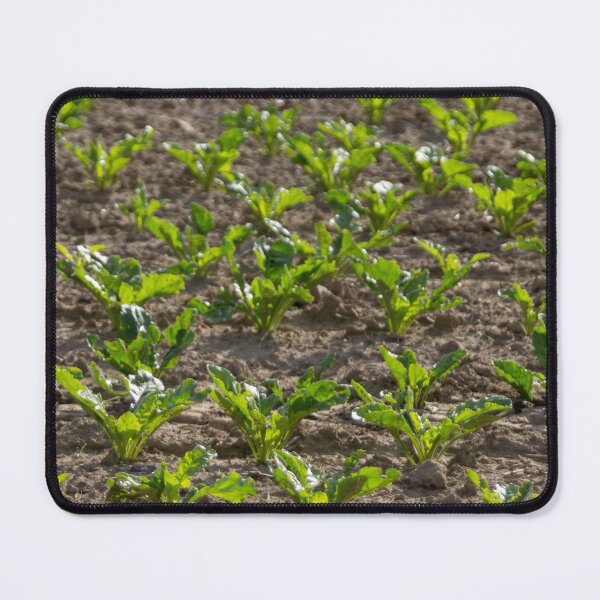 Item preview, Sugar beet field 2 designed and sold by Calidris Fotografie Steffi & Ben Köppler.