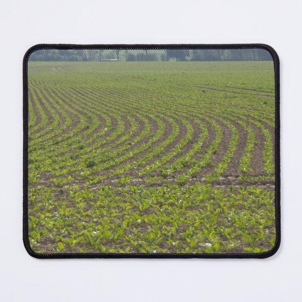 Item preview, Sugar Beet Field 3 designed and sold by Calidris Fotografie Steffi & Ben Köppler.