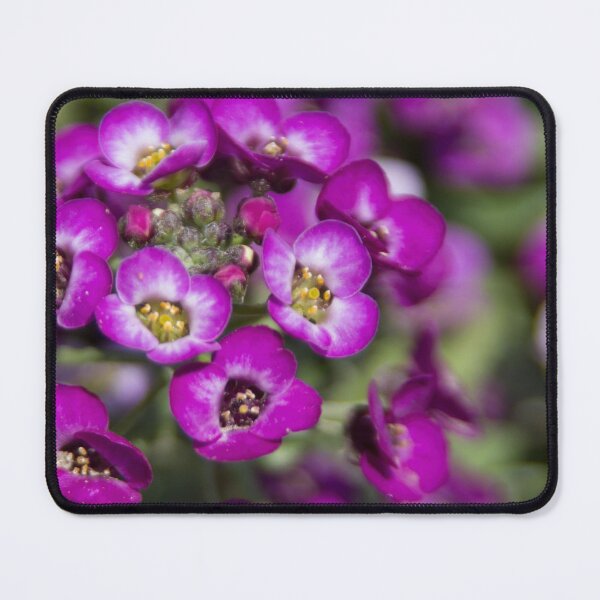 Item preview, Beautiful Violet Flower designed and sold by Calidris Fotografie Steffi & Ben Köppler.