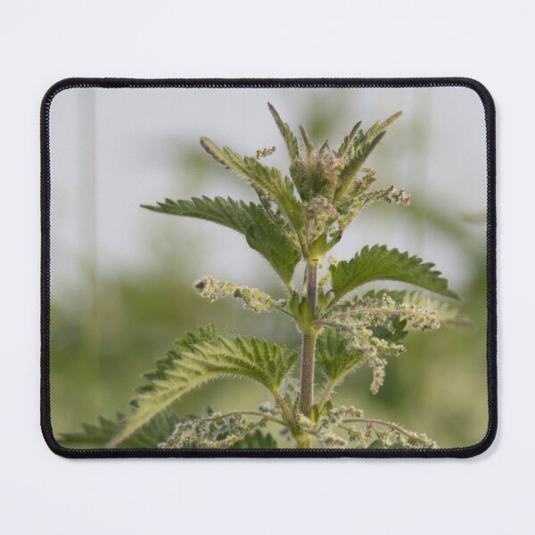 Item preview, Nettle designed and sold by Calidris Fotografie Steffi & Ben Köppler.