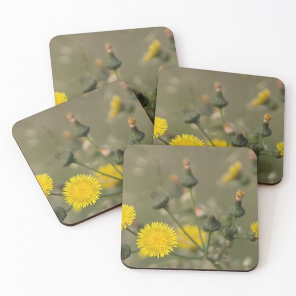 Item preview, Perennial Sow Thistle designed and sold by Calidris Fotografie Steffi & Ben Köppler.