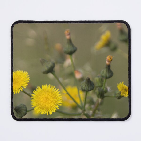 Item preview, Perennial Sow Thistle designed and sold by Calidris Fotografie Steffi & Ben Köppler.
