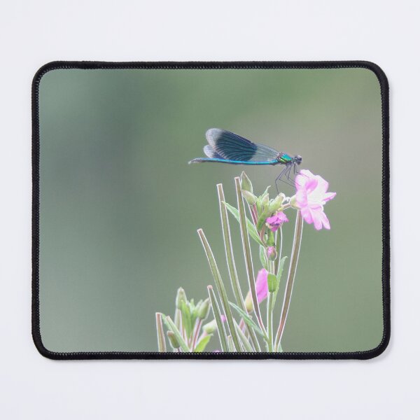 Item preview, Banded Dragonfly designed and sold by Calidris Fotografie Steffi & Ben Köppler.